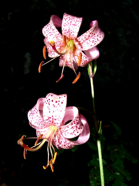 Lilium martagon / Giglio martagone